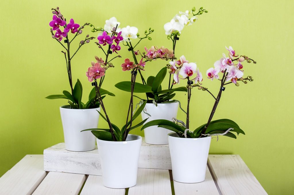rempoter une orchidée