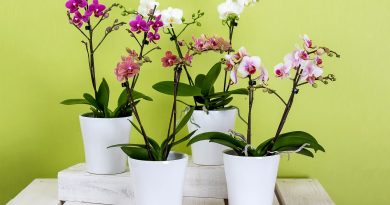 rempoter une orchidée