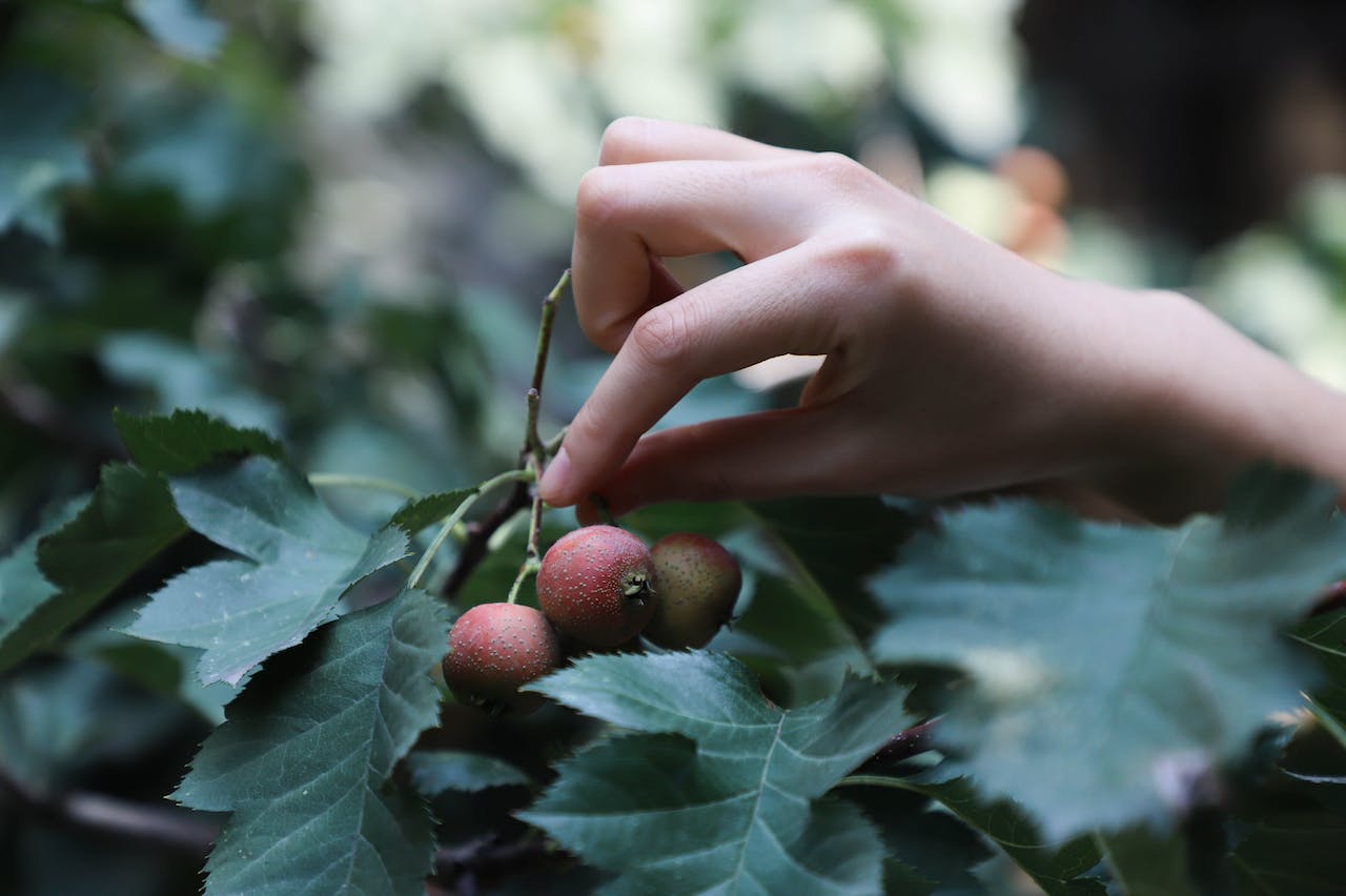  plantes comestibles