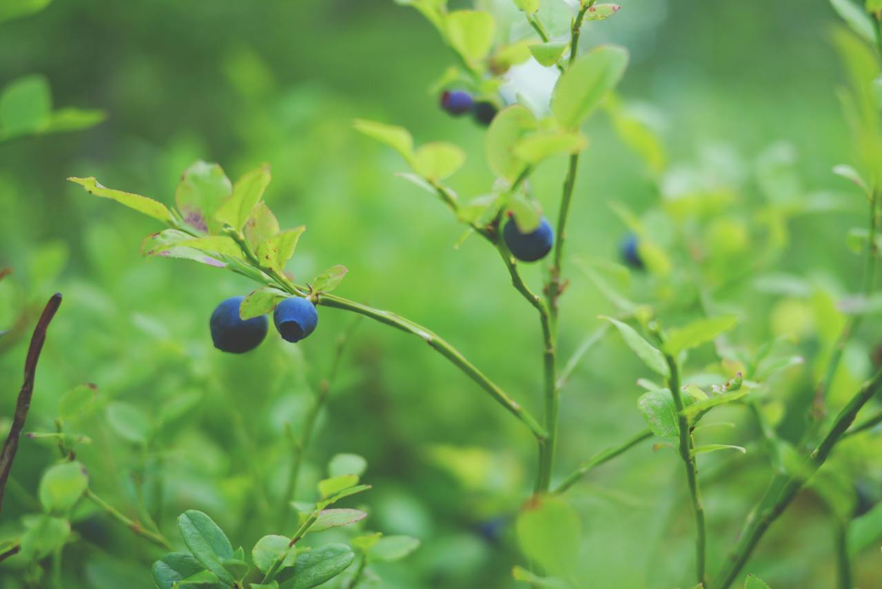 plantes comestibles