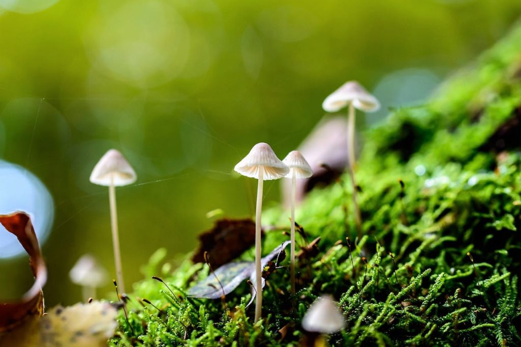 plantes sauvages comestibles