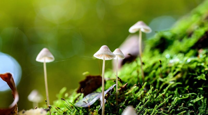 plantes sauvages comestibles