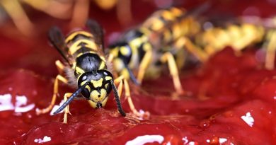 La lutte contre les guêpes