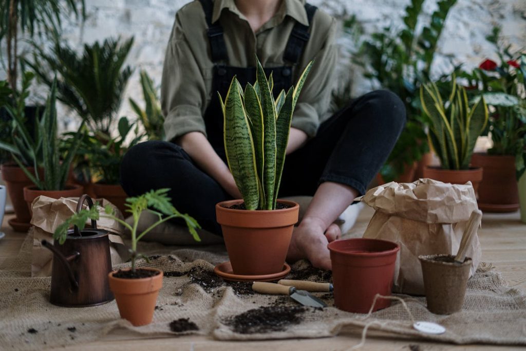 Utilisation de la terre de diatomée pour un jardin naturel et sain