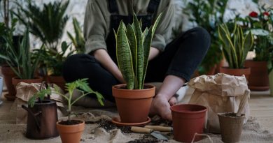 Utilisation de la terre de diatomée pour un jardin naturel et sain
