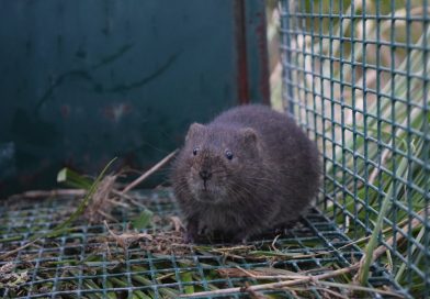 Dératisation domestique : comment protéger votre maison des nuisibles